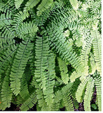 Immergrüne Farne kommen in den Wintermonaten besonders gut zur Geltung. Befreien Sie die Pflanzen regelmäßig von Falllaub, damit sie nichts von ihrer Schönheit einbüßen.