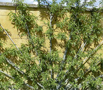 Eine der ältesten Spalierformen: das Fächerspalier, hier bei Pfirsich