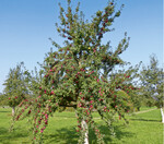 Die Früchte des Purpurroten Zwiebelapfels haben ein wohlschmeckendes Fruchtfleisch. Der Ertrag setzt früh ein, ist gut und regelmäßig. Bezugsquellen sind u.a. die Baumschule Ganter OHG, www.ganter-baden.de, die Baumschule Ritthaler, https://shop.baum schuleritthaler.de, und die D. Handel Baumschulen GmbH, www.baumschule-handel.de