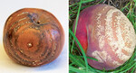 <em>Monilinia fructigena </em>-Befall an Apfel (links) und Pfirsich (rechts)