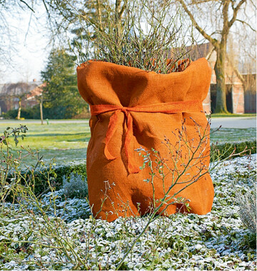  Winterschutz: Rosen werden mit Vlies oder Jutescken eingewickelt. So lassen sich Spannungsrisse in der Rinde durch extreme Temperaturschwankungen vermeiden. 