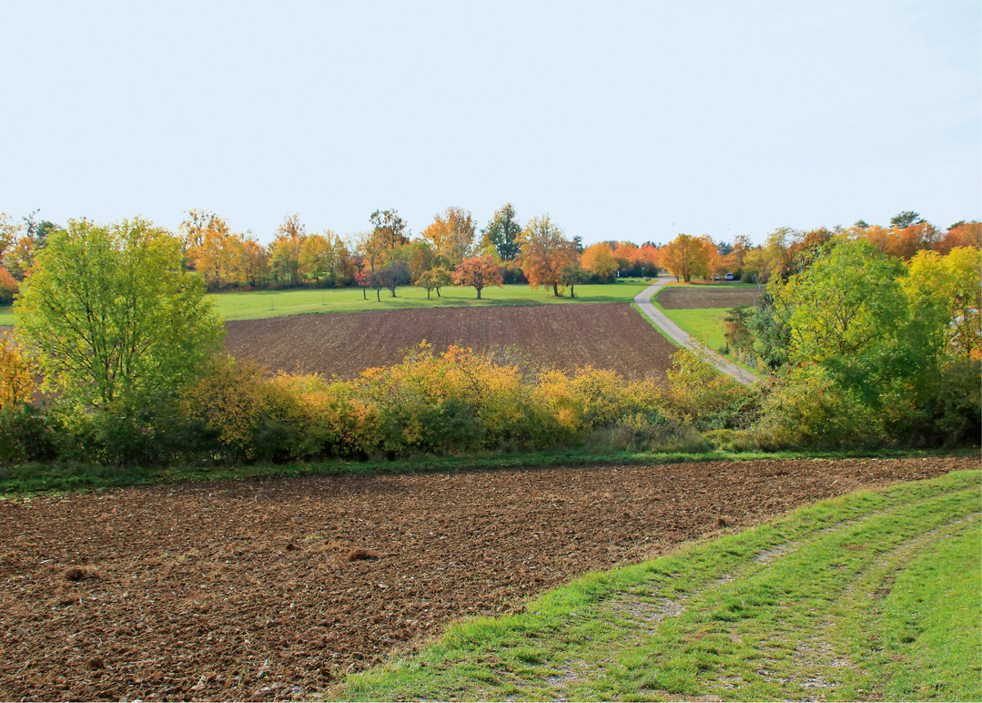  Hecken in der Landschaft schaffen wichtige Strukturen fr Tiere und Pflanzen 