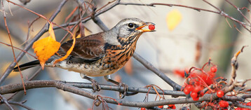  Eine Wacholderdrossel geniet die Vogelbeeren 