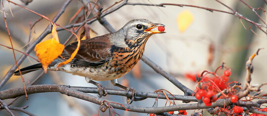  Eine Wacholderdrossel geniet die Vogelbeeren 