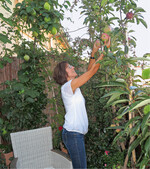 1 Der Balkon bietet genug Platz für diesen Säulenapfel