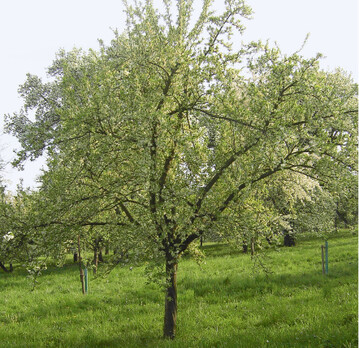  An einem sonnigen bis halbschattigen Platz bentigen auch Halbstmme je nach Strke der Unterlage einen Platz von wenigstens 6 mal 6 m. Apfelbume stark wachsender Sorten wie Boskoop, Kaiser Wilhelm, Goldrenette von Blenheim oder Jakob Lebel erfordern jedoch mehr Platz. 