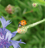 Ungefüllte Blütenpflanzen sind eine perfekte Nahrungsquelle für Nützlinge und sollten in keinem Gemüsegarten fehlen. Kornblumen etwa ziehen viele Nützlinge an. Generell erleichtert die Mischung von Pflanzen die Ansiedlung von nützlichen Gegenspielern zu den Gemüseschädlingen. Und manche Schädlinge sind irritiert durch zu viele verschiedene Blattformen und Düfte. Das geht soweit, dass sie ihre Wirte nicht mehr finden.