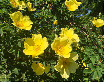  Bereits ab Ende Mai haben die ersten Wild- und Strauchrosen ihren groen Auftritt. Den Anfang macht die chinesische Goldrose ( <em>Rosa hugonis </em>) mit einer Unmenge ungefllter primelgelber Blten. Sie wird mit etwa 2 m zwar recht hoch, lsst sich aber gut in gemischte Hecken integrieren oder in den Hintergrund eines Beetes platzieren. 
