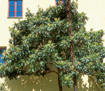 Wollmispel in der Pfalz – in China symbolisiert sie Wohlstand