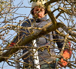 Da im vergangen Jahr die meisten Bäume einen sehr reichen Fruchtbehang hatten, wird der Blütenansatz dort nun gering sein. Deswegen empfielt sich an diesen Bäumen jetzt einen zurückhaltender Fruchtholzschnitt. Besonders 2 bis 3-jähriges Holz darf weitgehend am Baum verbleiben.