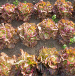 Zur Salatvielfalt gehören auch rote Kopfsalatsorten wie die Sorte Pirat und Trotzkopf im Sommeranbau. Die Sortenwahl bei Salaten muss sich am Anbauzeitraum orientieren. Früh-jahr- und Gewächshaussalate bilden meist im Sommer keinen ausreichenden Kopf. Umgekehrt sind Sommersorten robust gegen Schießen, aber wachsen zu langsam.