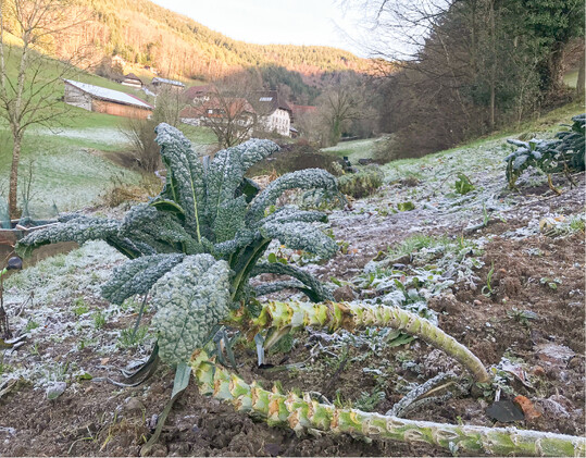 Fr den Palmkohl am Hang knnte ein Sttzstab hilfreich sein