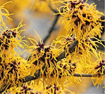 Die Zaubernuss bevorzugt humosen, neutralen oder leicht sauren Boden, der durchlässig und nicht zu feucht sein sollte. Verbessern Sie den Boden vor der Pflanzung mit reichlich Laubhumus und decken Sie die Pflanzstelle zusätzlich noch mit Rindenhumus ab