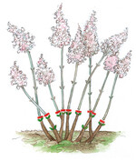 Am diesjährigen Holz blühende Arten können im Frühjahr bis zu 20 (30) cm über dem Boden abgeschnitten werden