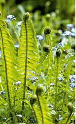 Die Wedel des Europäischen Straußenfarns <em>(Matteuccia struthiopteris) </em>bilden faszinierende Strukturen und wirken, als müssten sie sich nach dem langen Winter erst einmal ausgiebig miteinander unterhalten