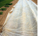 Gesteckte Kartoffeln aufgedämmt mit einem Pflanzabstand von 75 x 40 cm und Vliesbedeckung. Um Frühkartoffeln Ende Juni/Anfang Juli ernten zu können, ist die bestellte Fläche mit Vlies zur Verfrühung zu bedecken. Das Wachstum setzt bei Kartoffeln über einer Bodentemperatur von 10 °C ein.