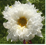 Erfrischend schön: Eine neue gefüllt blühende Cosmos-Sorte. Bei den empfindlichen Sommerblumen sollte man sich wegen der Nachtfrostgefahr mit dem Auspflanzen bis Mitte Mai gedulden.