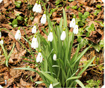 1 Bei uns heimisches Schneeglöckchen <em>(Galanthus nivalis) </em>
