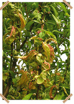 Von der Kräuselkrankheit befallene Pfirsichblätter