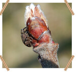 Apfelblütenstecher an Blütenknospe