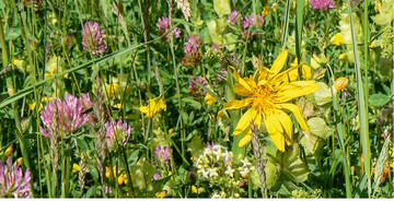 Eine heimische Wildblumenwiese hat einen hheren kologischen Wert als eine Blumenwiesen-Mischung mit fremdlndischen Arten
