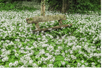 In schattigen Gartenecken mit Lehmboden vermehrt sich Brlauch rasch