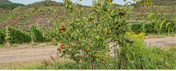 Der kleinwchsige Baum bildet kompakte Kronen