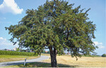 Alter Baum einer Palmischbirne in Hemmingen