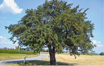 Alter Baum einer ‘Palmischbirne’ in Hemmingen