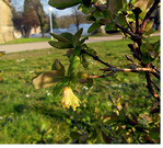 Maibeeren (Hascap) blühen hellgelb und sind leicht zu übersehen. Sie blühen früh, sind frosthart und brauchen viel Humus, sind aber beim pH-Wert im Boden nicht so anspruchsvoll wie die Blaubeeren.