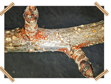 Astprobe mit Wintereiern der Obstbaumspinnmilbe <em>(Panonychus ulmi) </em>
