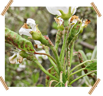 Blatt- und Bltensymptome der Birnenpockenmilbe