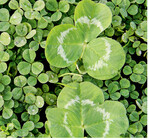 Zwergklee im Vergleich zu normalem Weißklee