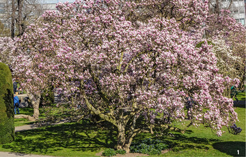 1 In dieser Bltenflle prsentieren sich die Magnolien ab Mitte Mrz bis Anfang April