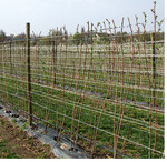 Die Himbeeren sollte man erst zum Austrieb auf Endhöhe einkürzen. Tipp für Erdbeeranbauer: Werden bei selbstvermehrten Erdbeerpflanzen wenig Blütenstiele oder verkrüppelte Früchte und Blätter festgestellt, kann dies an zu geringem Kältereiz liegen. Vor allem bei Pflanzen im Gewächshaus ist dies zu beobachten. Sogenannte Frigopflanzen sind vorgekühlt und entwickeln je nach Stärke ausreichend Blütenstände.