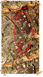 Überwinternde San-José-Schildläuse auf Kirsche