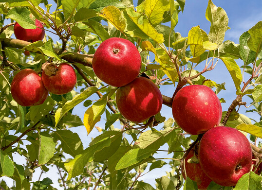  Der Ursprung der Winterapfelsorte Purpurroter Cousinot ist nicht bekannt 
