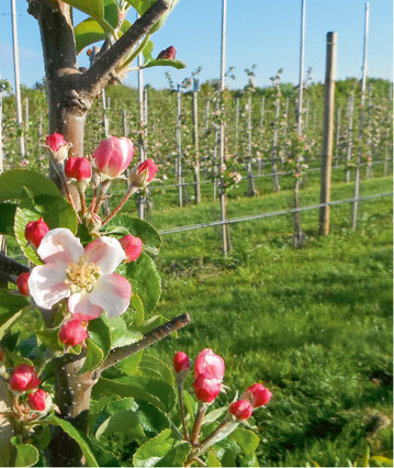  Erkunden Sie zur Bltezeit die nhere Umgebung. Stehen in der Nachbarschaft mehrere Obstsorten, ist die Befruchtung Ihrer Bume meist gewhrleistet. Pollen werden von Bienen ca. 500 m transportiert. Sollte ein Baum trotz gutem Bltenansatz mehrere Jahre nicht fruchten, kann eine Befruchtersorte in den Baum veredelt werden. 