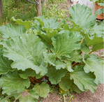 Der Standort sollte bei allen Rhabarbersorten halbschattig bis sonnig sein und einen humosen Boden aufweisen. Auf eine ausreichende Versorgung mit Wasser und Nährstoffen achten. Für alle Rhabarbersorten gilt, das ausdauernde Gemüse nicht zur Blüte kommen zu lassen, denn das kostet viel Kraft.