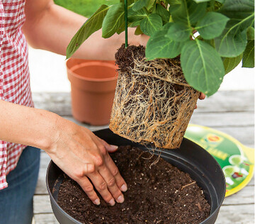  Wenn die Wurzeln bereits dicht an dicht ringfrmig an der Auenseite des Ballens entlang kriechen, herrscht akuter Platzmangel und es ist hchste Zeit, die Pflanzen umzutopfen und ihnen einen greren Kbel zu gnnen. 