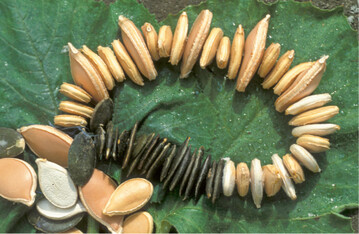 Krbissamenkette 