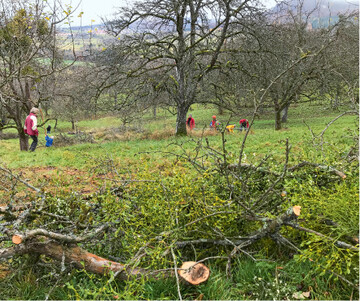  Ausmisteln" in Mssingen. Der OGV und Mitstreiter bei der Arbeit 