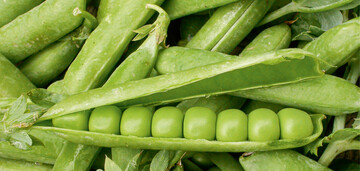  Zum frisch Naschen schmecken Markerbsensorten wie Wunder von Kelvedon mit ihren leicht kantigen Samen am besten 