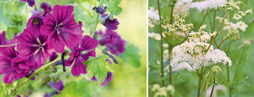 Bei heimischen Insekten beliebt und schn anzusehen: Wilde Malven (l.) und Mdes (r.)