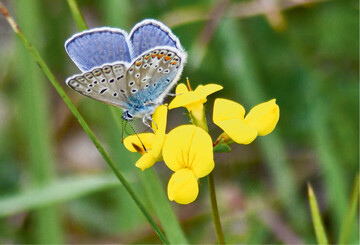 Ein Hauhechelbluling an Hornklee