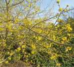 Die Kornelkirsche blüht früh und zuverlässig und bietet den ersten Wildbienen Nahrung. Werden in der Nähe Nisthilfen aufgehängt oder gestellt, können diese nach der Eiablage in die Nähe von Obstbäumen gebracht werden.