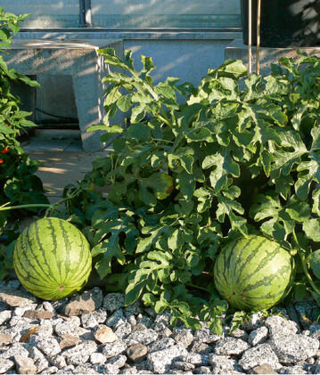 Wassermelonen gehren zu den besonders wrmeliebenden Gemsekulturen. Der Anbau gelingt auch gut in greren Kbeln, die Sie auf die sonnenverwhnte Sdseite Ihres Gartens stellen knnen.