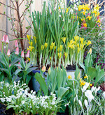 Für Frühjahrspflanzungen bieten sich Zusammenstellungen aus verschiedenen Zwiebelblumen und schmückendem Blattwerk kleiner Gehölze an. Efeu können Sie beispielsweise an die Seite eines Kasten pflanzen, sodass seine hängenden Triebe den Rand locker umspielen.