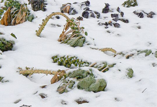 Rosenkohl bleibt den Winter ber drauen. Geerntet wird nach Bedarf