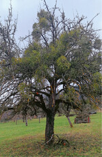 Starker Mistelbefall eines Apfelbaums